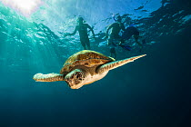 Green turtle (Chelonia mydas) swimming with snorkelers in the background, Canary Islands, Spain, July.