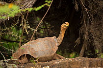 Espanola Giant tortoise (Geochelone hoodensis), previously extinct on Espanola Island, it is being reintroduced by the Charles Darwin Research Station's Breeding Center, Santa Cruz, Galapagos Islands.