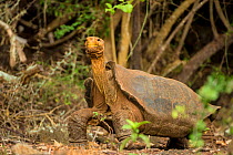 Espanola Giant tortoise (Geochelone hoodensis) showing saddle-shaped shell, previously extinct on Espanola Island, it is being reintroduced there by the Charles Darwin Research Station's Breeding Cent...