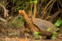 Espanola Giant tortoise (Geochelone hoodensis) showing saddle-shaped shell, previously extinct on Espanola Island, it is being reintroduced by the Charles Darwin Research Station's Breeding Center, Sa...