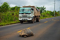 Truck slowly driving past a Santa Cruz Giant tortoise (Geochelone nigrita) on the middle of the main road, Galapagos Island, Ecuador, December 2016.