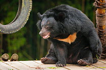 Moon bear (Ursus thibetanus) in Animals Asia Bear Sanctuary after being rescued from a bear bile farm. Captive, China. September.