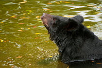 Moon bear (Ursus thibetanus) swimming in Animals Asia Bear Sanctuary after being rescued from a bear bile farm. Captive, China. September.