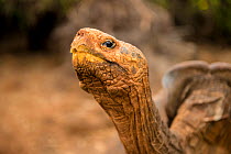 Espanola giant tortoise (Geochelone hoodensis). Previously extinct on Espanola Island, they are now being reintroduced from the Charles Darwin Research Station and Breeding Center, Santa Cruz, Galapag...
