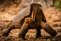 Espanola giant tortoise (Geochelone hoodensis) showing saddle-shaped shell. Previously extinct on Espanola Island, they are now being reintroduced from the Charles Darwin Research Station and Breeding...