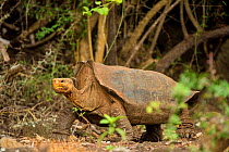 Espanola giant tortoise (Geochelone hoodensis) showing saddle-shaped shell. Previously extinct on Espanola Island, they are now being reintroduced  from the Charles Darwin Research Station and Breedin...