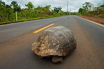 RF - Santa Cruz Giant tortoise (Geochelone nigra nigrita) walking down the middle of a main road. Galapagos Island, Ecuador (This image may be licensed either as rights managed or royalty free.)
