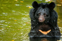 RF - Moon bear (Ursus thibetanus) swimming in Animals Asia Bear Sanctuary after being rescued from a bear bile farm. Bile is extracted from their liver to be used in traditional Chinese medicine, Chin...