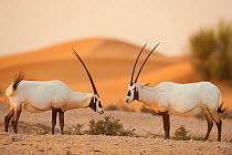RF - Two Arabian oryx (Oryx leucoryx) in the desert, Dubai, UAE, November. (This image may be licensed either as rights managed or royalty free.)