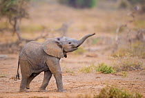 RF - African elephant (Loxodonta africana) calf walking with trunk raised, Amboseli National Park, Kenya, August. (This image may be licensed either as rights managed or royalty free.)