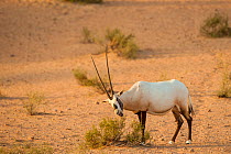 RF - Arabian Oryx (Oryx leucoryx) grazing on a bush, Dubai, UAE, November. (This image may be licensed either as rights managed or royalty free.)