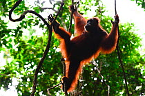 Sumatran orangutan (Pongo abelii) female moving between lianas, Gunung Leuser National Park, UNESCO World Heritage site, November.
