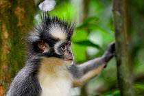 Thomas's Langur (Presbytis thomasi), animal endemic to northern Sumatra. These primates have relatively long arms and legs, adapted for an acrobatic life in the crowns of trees. Gunung Leuser National...