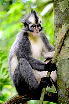 Thomas&#39;s Langur (Presbytis thomasi), animal endemic to northern Sumatra. These primates have relatively long arms and legs, adapted for an acrobatic life in the crowns of trees. Gunung Leuser Nati...