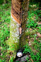 Rubber tree (Hevea brasiliensis) tapping from a plantation within the limits of Gunung Leuser National Park, Indonesia, UNESCO World Heritage site, November.