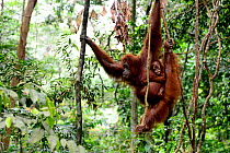 Sumatran Orangutan (Pongo abelii) female carrying infant as she climbs between trees and lianas, Gunung Leuser National Park, Indonesia, UNSECO World Heritage site, November.