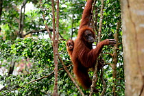 Sumatran Orangutan (Pongo abelii) female carrying infant on her back, Gunung Leuser National Park, UNESCO World Heritage site, Indonesia, November.