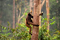Agile gibbon (Hylobates agilis) carrying bananas collected from a feeding platform climbing up a tree, Tanjung Puting National Park, Kalimantan, Borneo, Indonesia, October.