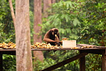 Agile gibbon (Hylobates agilis) collecting bananas from a Camp Leakey orangutan feeding platform, Tanjung Puting National Park, Kalimantan, Borneo, Indonesia, October.