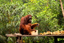 Bornean orangutan (Pongo pygmaeus wurmbii) female eating a banana and infant drinking milk from the Camp Leakey feeding platform, Tanjung Puting National Park, Borneo, Central Kalimantan, Indonesia. O...