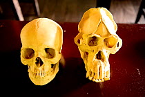 Human and orangutan skulls at the Camp Leaky museum, Tanjung Puting National Park, Borneo, Central Kalimantan, Indonesia.
