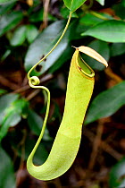 Carnivorous pitcher plant (Nepenthes reinwardtiana), Tanjung Puting National Park, Kalimantan, Borneo, Indonesia, October.