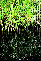 Vegetation along edge of  the Kumai River, Tanjung Puting National Park, Central Kalimantan, Borneo, Indonesia, October.