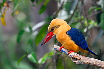 Stork-billed kingfisher (Pelargopsis capensis) on a branch looking for fish, Tanjung Puting National Park, Borneo, Central Kalimantan, Indonesia, October.