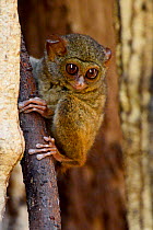Spectral tarsier (Tarsius tarsier), endemic to Sulawesi, Tangkoko National Park, Sulawesi, Indonesia, October.