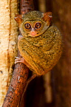 Spectral tarsier (Tarsius tarsier), endemic to Sulawesi, Tangkoko National Park, Sulawesi, Indonesia, October.
