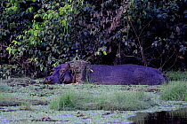 Hippopotamus (Hippopotamus amphibius) standing in Anor Lagoon, Orango National Park, Orango Island, Bijagos UNESCO Biosphere Reserve, Guinea Bissau.