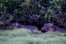 Hippopotamuses (Hippopotamus amphibius), two standing, Anor Lagoon, Orango National Park, Orango Island, Bijagos UNESCO Biosphere Reserve, Guinea Bissau.