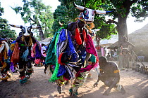 Dancers wearing colourful costumes and bull masks, Formosa Island, Bijagos UNESCO Biosphere Reserve, Guinea Bissau, February 2015.