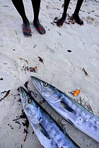 Great barracuda (Sphyraena barracuda), two displayed on beach with fishermen standing beyond, Orango Island, Orango Islands National Park, Bijagos UNESCO Biosphere Reserve, Guinea Bissau, February 201...