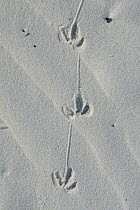 Wading bird footprints in sand on beach,  Orango Islands National Park, Bijagos UNESCO Biosphere Reserve, Guinea Bissau.