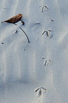 Wading bird footprints in sand on beach, Orango Islands National Park, Bijagos UNESCO Biosphere Reserve, Guinea Bissau.