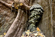 Termite colony at foot of large tree, Lagoons of Cufada ( Lagoas de Cufada)  Natural Park, Guinea Bissau.