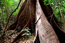 Buttress roots at base of big tree in jungle, Lagoas de Cufada Natural Park / Lagoons of Cufada Natural Park, Guinea Bissau.