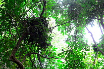 Chimpanzee (Pan troglodytes verus) nest, Lagoas de Cufada Natural Park / Lagoons of Cufada Natural Park, Guinea Bissau.