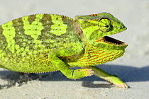 Flap necked chameleon (Chamaeleo dilepis) with mouth open, Orango Islands National Park, Bijagos UNESCO Biosphere Reserve, Guinea Bissau.