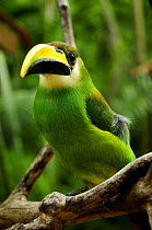 Emerald toucanet (Aulacorhynchus prasinus)  Rio Platano Biosphere Reserve and UNESCO World Heritage Site, La Mosquitia, Honduras