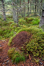 Old overgrown anthill of Red wood ants (Formica rufa) made of conifer needles in woodland, Abernethy Forest, Scotland, UK, September 2016.