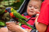 Baby looking at tame Rainbow lorikeet / Swainson's Lorikeet (Trichoglossus moluccanus) - native to Australia - being fed by hand in zoo.