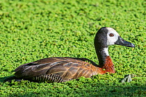 White-faced whistling duck (Dendrocygna viduata) swimming in pond, native to Africa and South America. Captive.