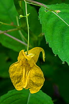 Touch-me-not balsam / yellow Balsam / wild balsam / jewelweed (Impatiens noli-tangere / Balsamina lutea) in flower, Belgium, August