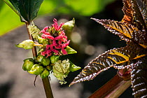 Female flowers of Castorbean / Castor-oil-plant (Ricinus communis) native to the southeastern Mediterranean Basin, Eastern Africa, and India, July.