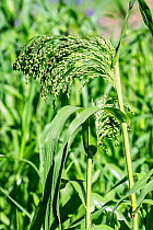Proso millet / broomcorn millet / common millet / broomtail millet (Panicum miliaceum) in summer, Belgium, July.