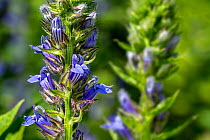 Great blue lobelia (Lobelia siphilitica) in flower, native to eastern and central Canada and United States, July.