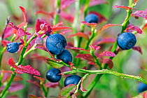 Close up of European blueberry (Vaccinium myrtillus), Germany, July.