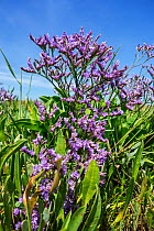 Common sea-lavender (Limonium vulgare) in flower in summer, Belgium, July.